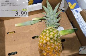 GOLDEN PINEAPPLE PRODUCT OF COSTA RICA at Costco